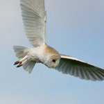 barn owl
