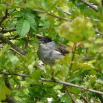 blackcap