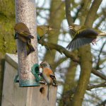 brambling & greenfinch