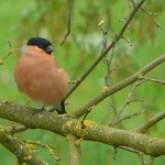 bullfinch
