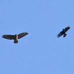 buzzard & rook