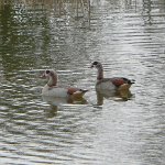 egyptian geese