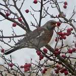 fieldfare