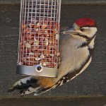 greater spotted woodpecker