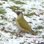 green woodpecker