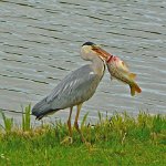 grey heron