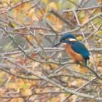 kingfisher (by simon free)