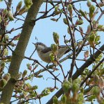 lesser whitethroat