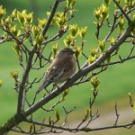 linnet