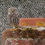 little owl