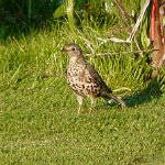 mistle thrush