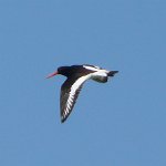 oystercatcher