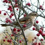 redwing