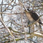 sparrowhawk