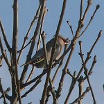 waxwing
