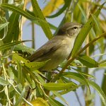 wilow warbler