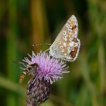 common blue female