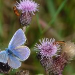 common blue male