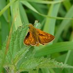 large skipper