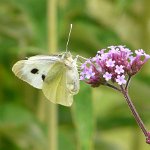 large white