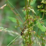 long horn moth (nemophora degeerella)