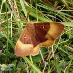 oak eggar