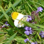 orange tip