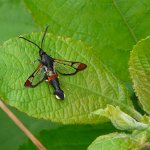 red tipped clear-wing