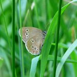 ringlet