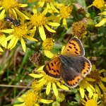 small copper