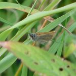 small skipper