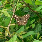 speckled wood