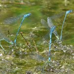 azure damselfly pair