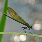 banded demoiselle female