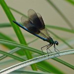 banded demoiselle male