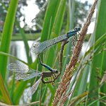 blue tailed damsel pair (infusca-obsoleta)