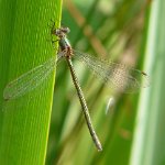 emerald damselfly female