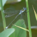 emerald damselfly male