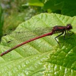 large red damsel male