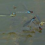 red eyed damsefly pair