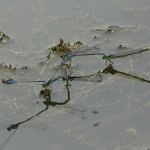 small red-eyed damsel pair