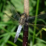 black tailed skimmer