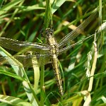 black-tailed skimmer female