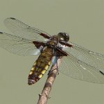 broad bodied chaser female