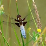broad bodied chaser male
