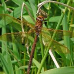 brown hawker female