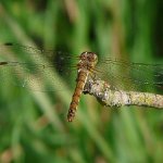 common darter female