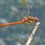 common darter male