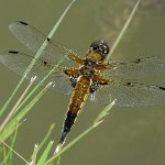four spotted chaser male