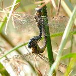 migrant hawker pair